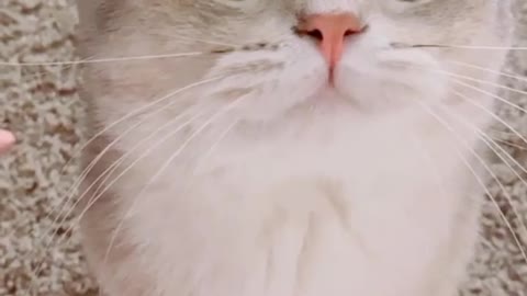 Funny video 2021, cute cat fun