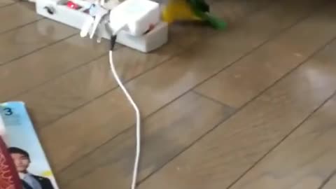 parakeet taking the key to his house