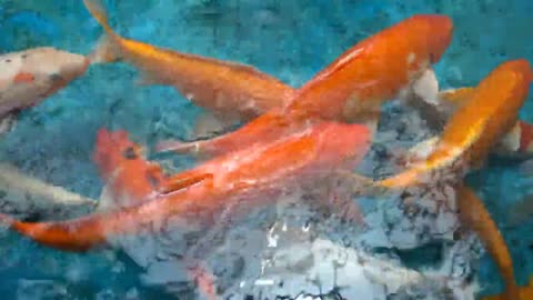 Aquarium Fishes| Amazing! So Beautiful fish a lot, Finding all Colored fish, Red Fish At Field