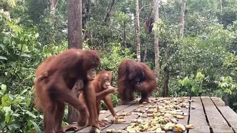 Orangutans are enjoying drinking milk and eating bananas