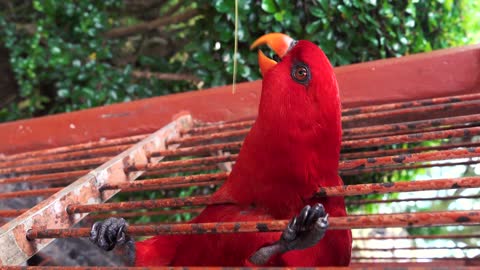 bird drinking water 🐦❤️😍♥️