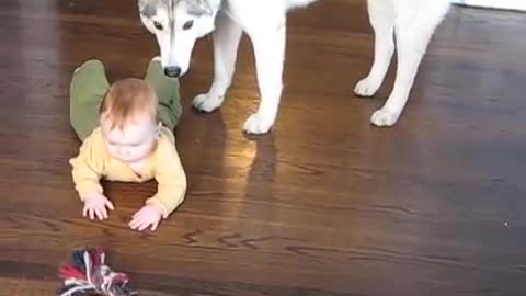 Husky guarding infant while he is crawling for the first time