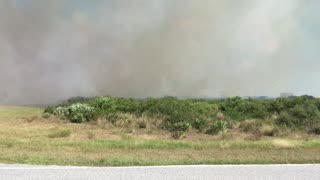 Tree Swallows Take Full Advantage of Our Prescribed Burn