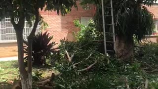 Ciudadanos denuncian tala de árboles en Conucos