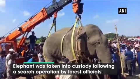 big elephant killing