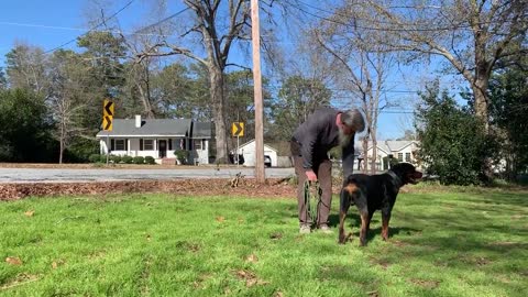 15 Month Old Rottweiler Dog Training