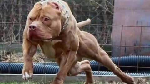 Pitbull Dog attack