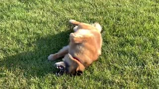 Happy dog grass-gasm!
