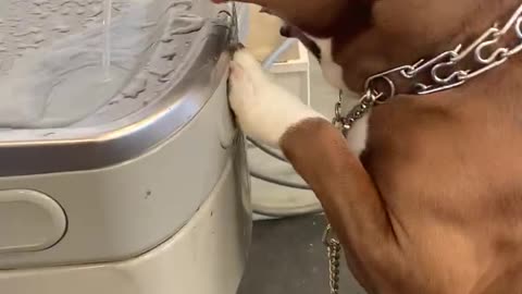 Dog Drinks Water by Himself