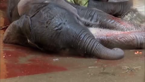 Elephant Gives Birth to Baby Elephant | Amazing nature scene