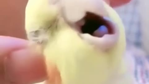 Bird,Cute and Funny Reaction after He got Head Massage.