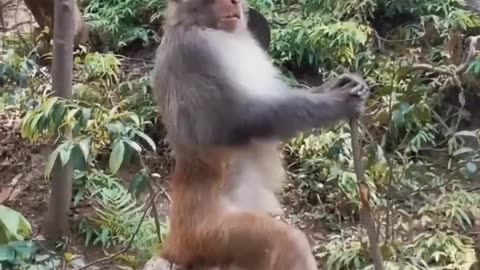 Funny Monkey Love Story (Part-8)