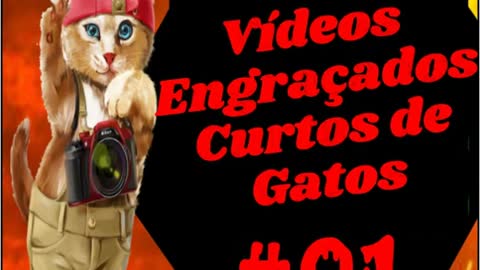 The Funniest Cats Videos #01