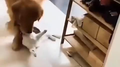 Astonishing Cat And Dog Dou