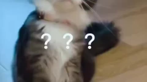 😺😂 Cute and funny cats 😺😂😺 part 7 😂😺
