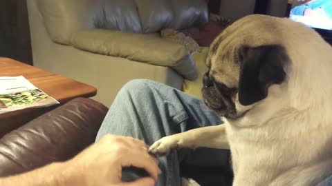 Pug politely asks to be pet