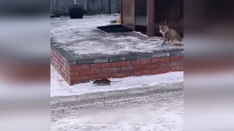 Rat try to beats cat| funny animals | then cat run way from rat|