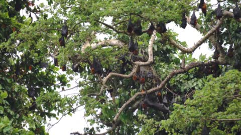 Endemic Pemba Island Red Flying Foxes on Trees Against Cloudy Sky. Zanzibar, Tanzania. Africa