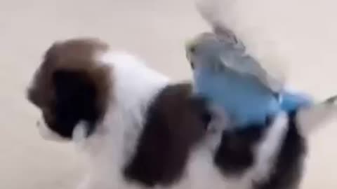 Cute puppy playing with pigeon