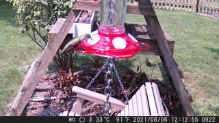 Hummingbirds on wildlife cam