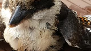 Aussie Stupid kookaburra rescued
