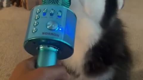 My Husky Singing | FUNNY DOG VIDEOS