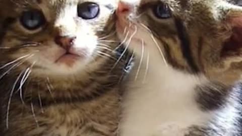 Funny cute cat videos Babby meow funny and cute