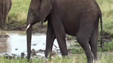Elephant | Nature of the World