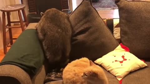 sofa defense