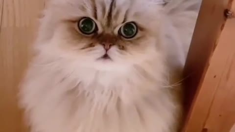 So Beautifull funny cat video clips cat video Playing