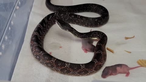 Snake eats baby rat