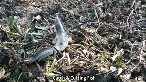 Top 5 Amazing Funny Fishing Video