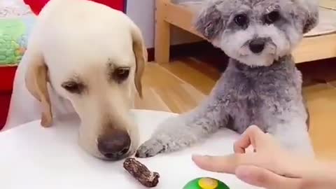 Who First Eat the Cake? Funny Dogs Try Not to Laugh