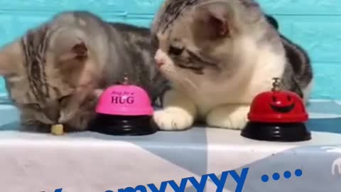 2 Lovely Cat, black cat, cats, funny cats, funny cat videos today