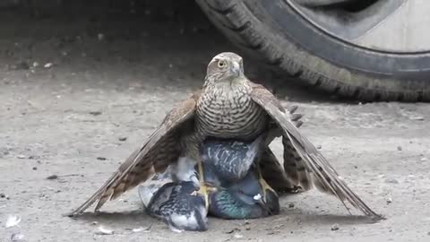 Sparrowhawk_VS_pigeon:__Hrodna