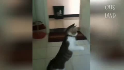 Funny cats video // funny cat