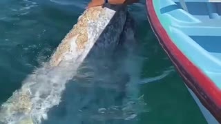 rare scene man caressing a whale