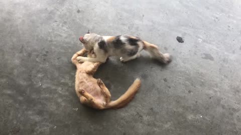 Two street cat brothers' pranks