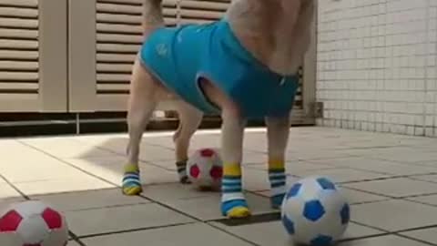 Trained smart dog - Best Video