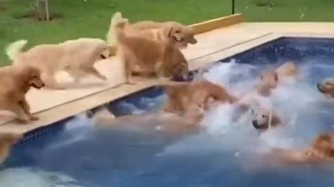 A Doggie pool party