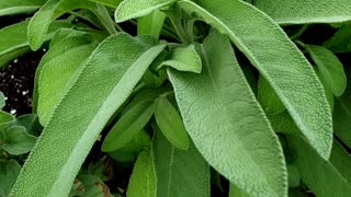 Leafy vegetables salad garden bed and herbs