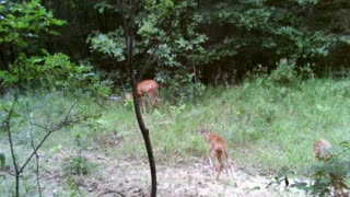 Doe with 2 fawns in spots