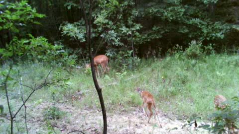 Doe with 2 fawns in spots