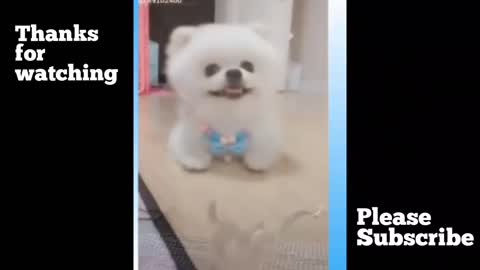 Funny videos animal funny videos 😅😅😅