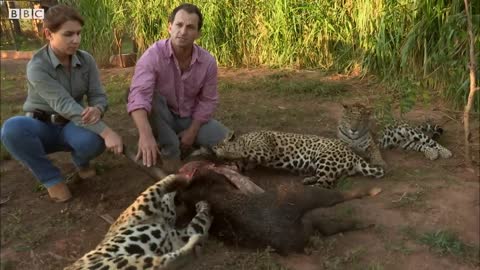 Jaguar Cubs Practice Hunting | Jaguars Born Free | BBC Earth