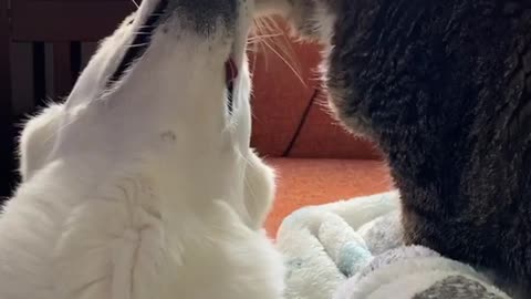 Cat Grooming Doggo Best Friend