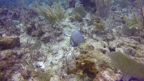 Friendly Gray Angelfish