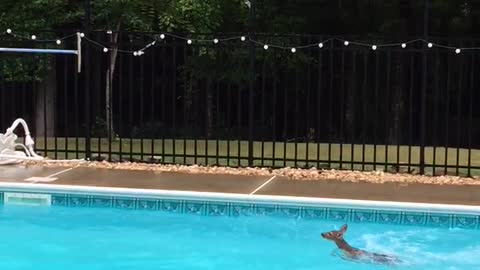 Baby Deer Goes For Swim In The Family Pool