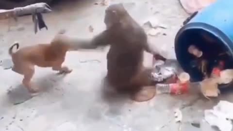 Most funny dog trying to tease the monkey