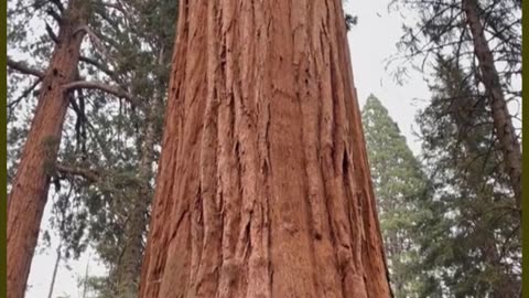 Nature's Embrace: Stunning Scenes of The Huge Tree 2 | Splendid Nature | Harmonious Scenery